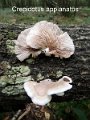 Crepidotus applanatus-amf719-1